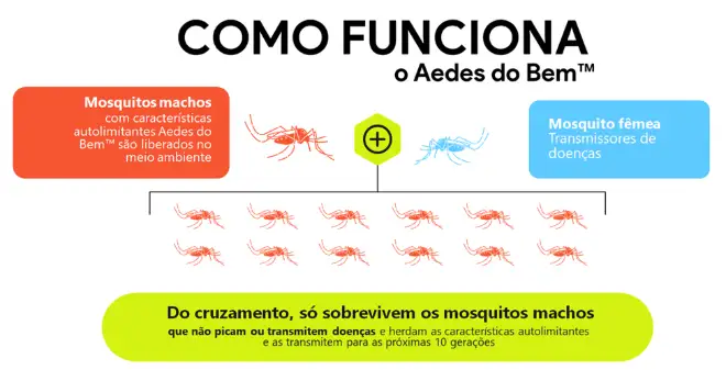 Ciclo de reprodução com o Aedes do Bem, sem desenvolvimento de fêmeas