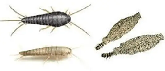 Traças e larvas sobre tecido danificado