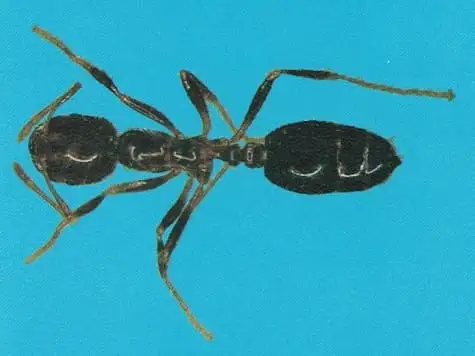 Formiga-lava-pés ou formiga-de-fogo (Solenopsis spp.)