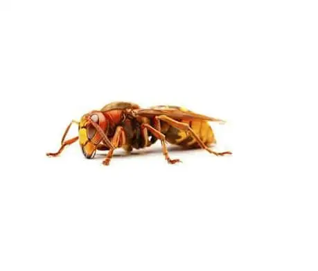 Vespão (Vespa crabro)
