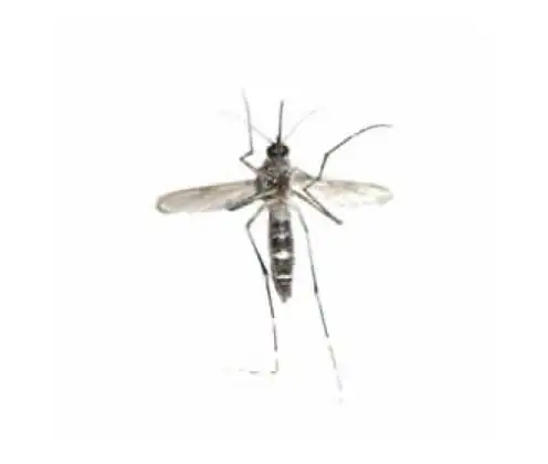 Mosquito Aedes aegypti