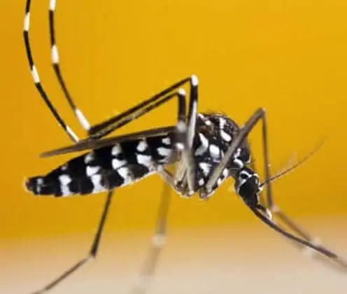 Mosquito-tigre-asiático (Aedes albopictus)