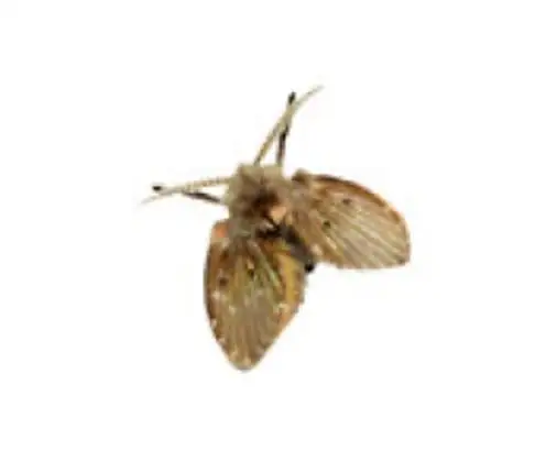 Mosca-de-filtro, da família Psychodidae