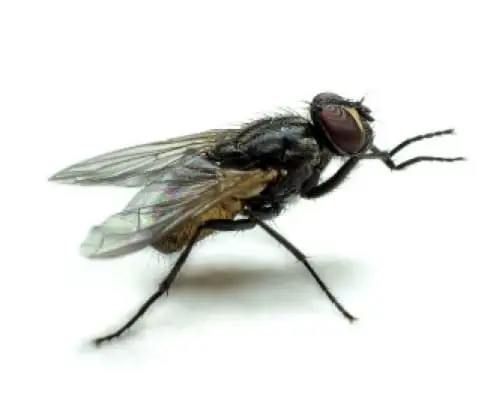 Mosquinha doméstica (Fannia canicularis)