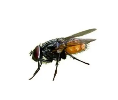 Mosca-de-outono (Musca autumnalis)