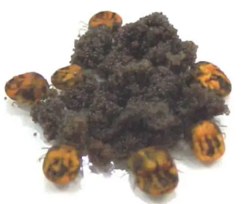 Carrapato-do-boi (Boophilus microplus)