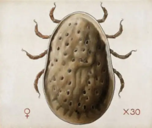 Carrapato-da-galinha (Argas miniatus)