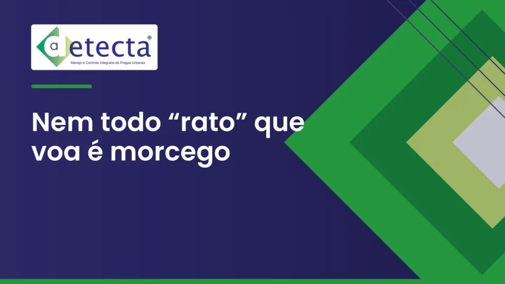 Capa do artigo sobre nem todo “rato” que voa é morcego.